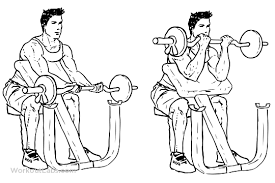 preacher curl