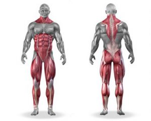 Så mange muskler i kroppen trener markløft