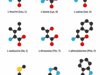 aminosyrer for muskler