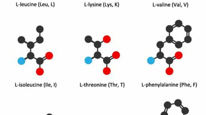 aminosyrer for muskler