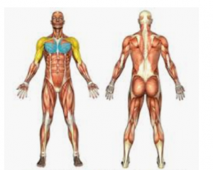 Bildet viser muskler brukt i øvelser med cable-cross